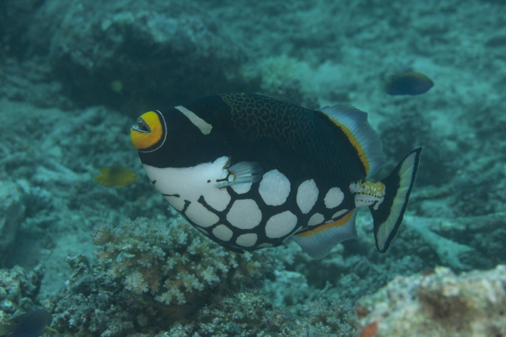 Clown triggerfish swimming in Fiji Canvas Art - Terry MooreStocktrek Images (18 x 12)