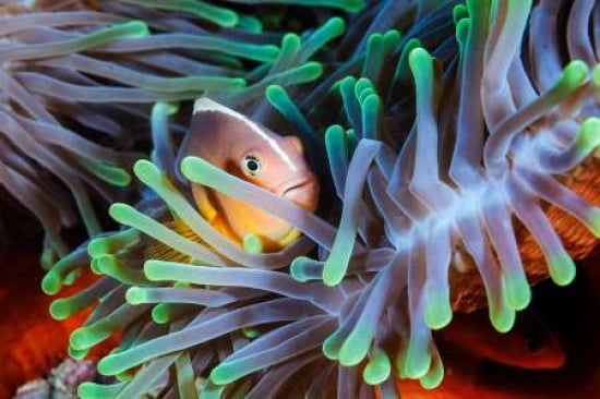 Clownfish Canvas Art - Barathieu Gabriel (24 x 36)