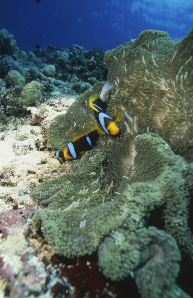 Clownfish Papua New Guinea Canvas Art - Beverly FactorStocktrek Images (23 x 35)