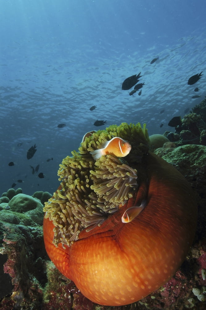 Clownfish and orange anemone North Sulawesi Indonesia Canvas Art - Mathieu MeurStocktrek Images (12 x 18)