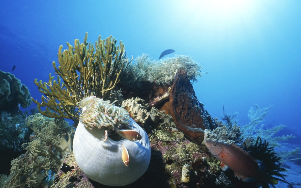 Clownfish and sea anemone Indonesia Canvas Art - Beverly FactorStocktrek Images (18 x 12)