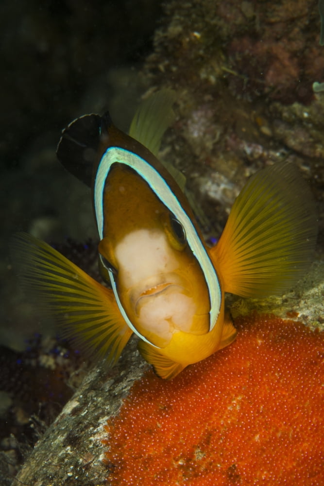 Clownfish defending its clutch of red eggs Philippines Canvas Art - Mathieu MeurStocktrek Images (23 x 34)