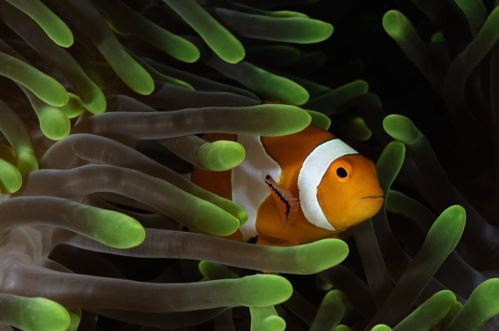 Clownfish in green anemone Indonesia Canvas Art - Todd WinnerStocktrek Images (35 x 23)