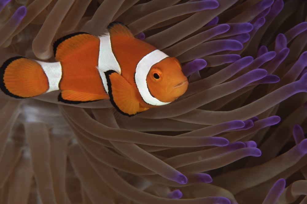 Clownfish in purple tip anemone Australia Canvas Art - Todd WinnerStocktrek Images (18 x 12)