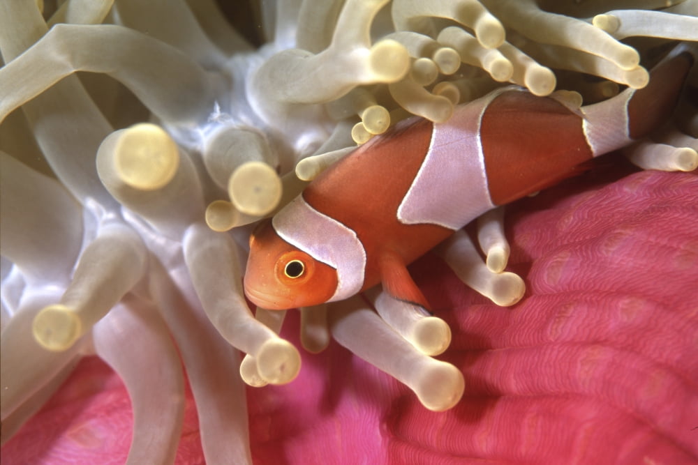 Clownfish in sea anemone Indonesia Canvas Art - Beverly FactorStocktrek Images (17 x 12)