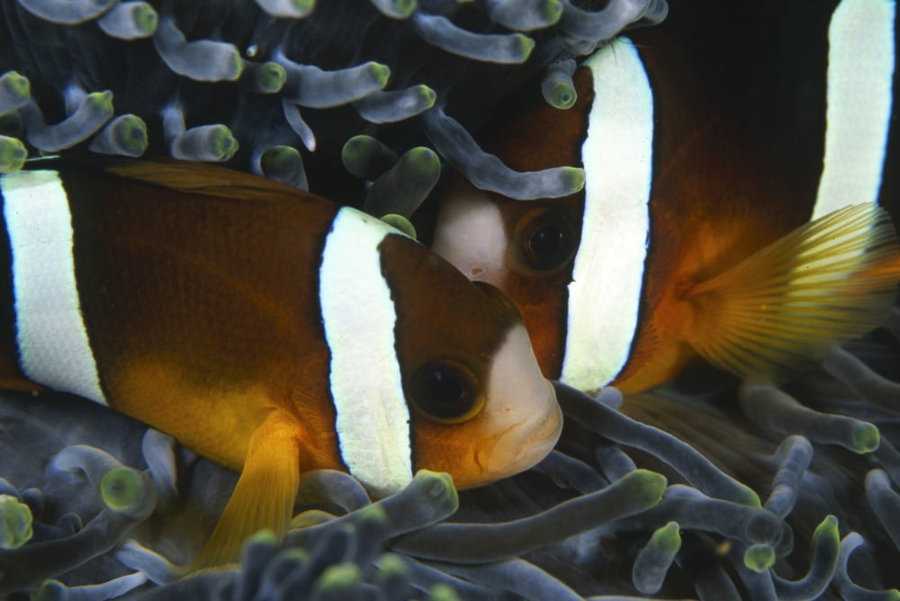 Clownfish in sea anemone Indonesia Canvas Art - Beverly FactorStocktrek Images (18 x 12)