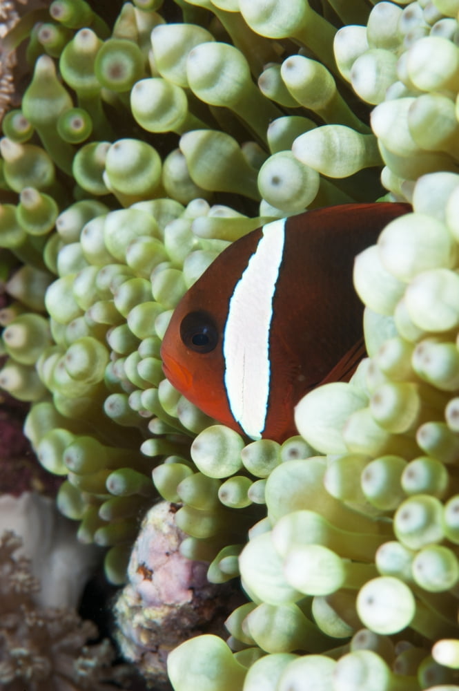 Clownfish in sea anemone North Sulawesi Indonesia Canvas Art - Beverly FactorStocktrek Images (12 x 18)