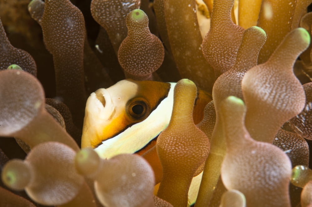 Clownfish in sea anemone North Sulawesi Indonesia Canvas Art - Beverly FactorStocktrek Images (18 x 12)