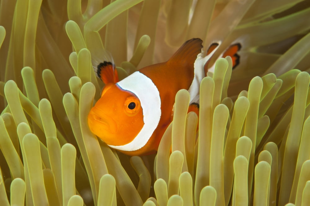 Clownfish in sea anemone North Sulawesi Indonesia Canvas Art - Beverly FactorStocktrek Images (18 x 12)