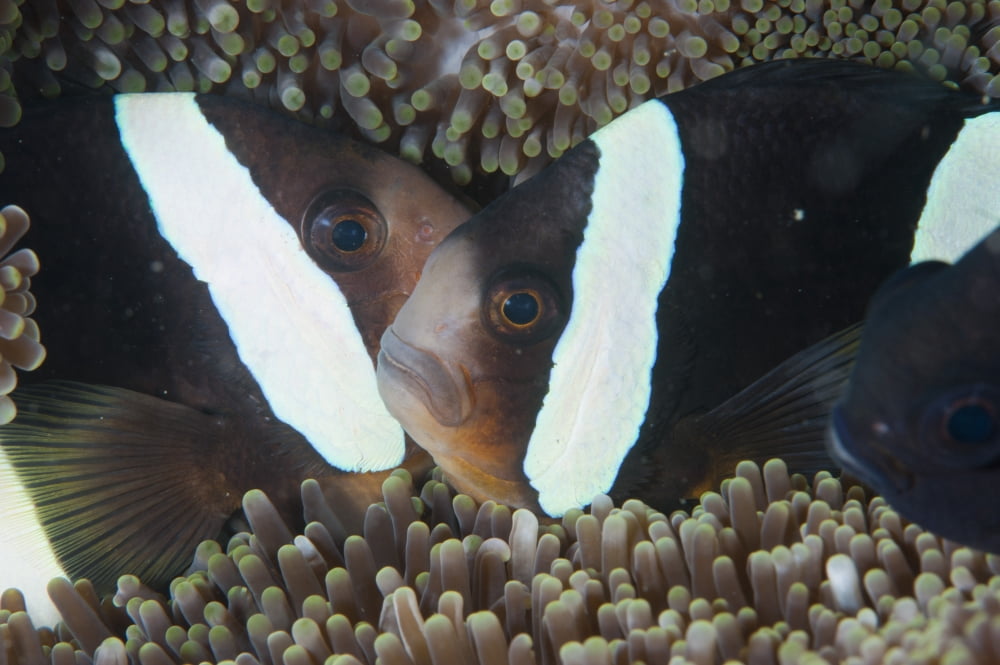 Clownfish in sea anemone Raja Ampat Indonesia Canvas Art - Beverly FactorStocktrek Images (35 x 23)
