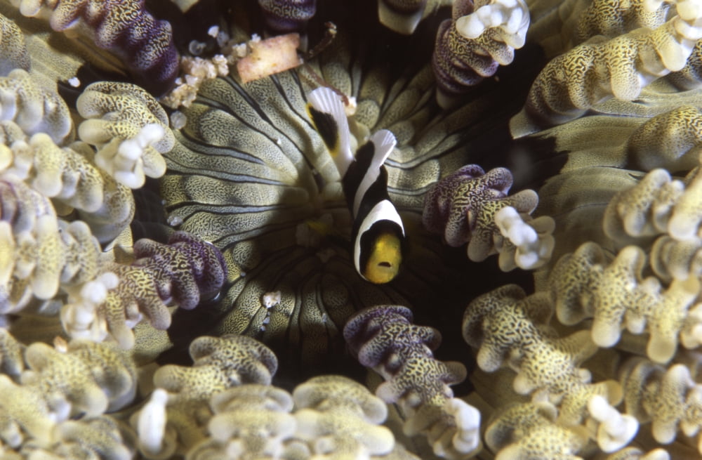 Clownfish in sea anemone Sipadan Island Malaysia Canvas Art - Beverly FactorStocktrek Images (18 x 12)