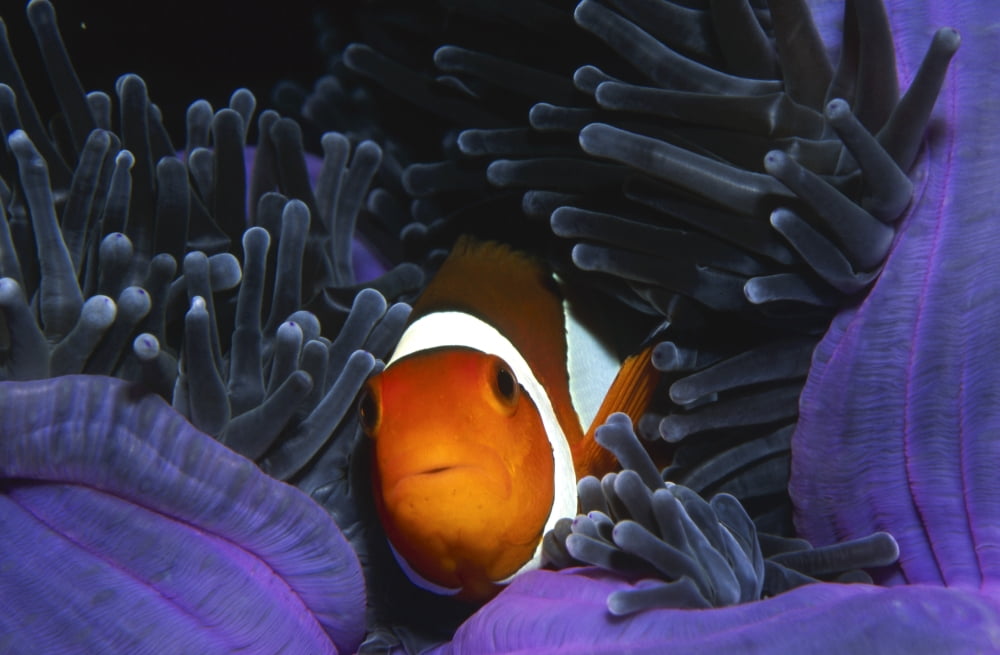 Clownfish in sea anemone Thailand Canvas Art - Beverly FactorStocktrek Images (18 x 12)
