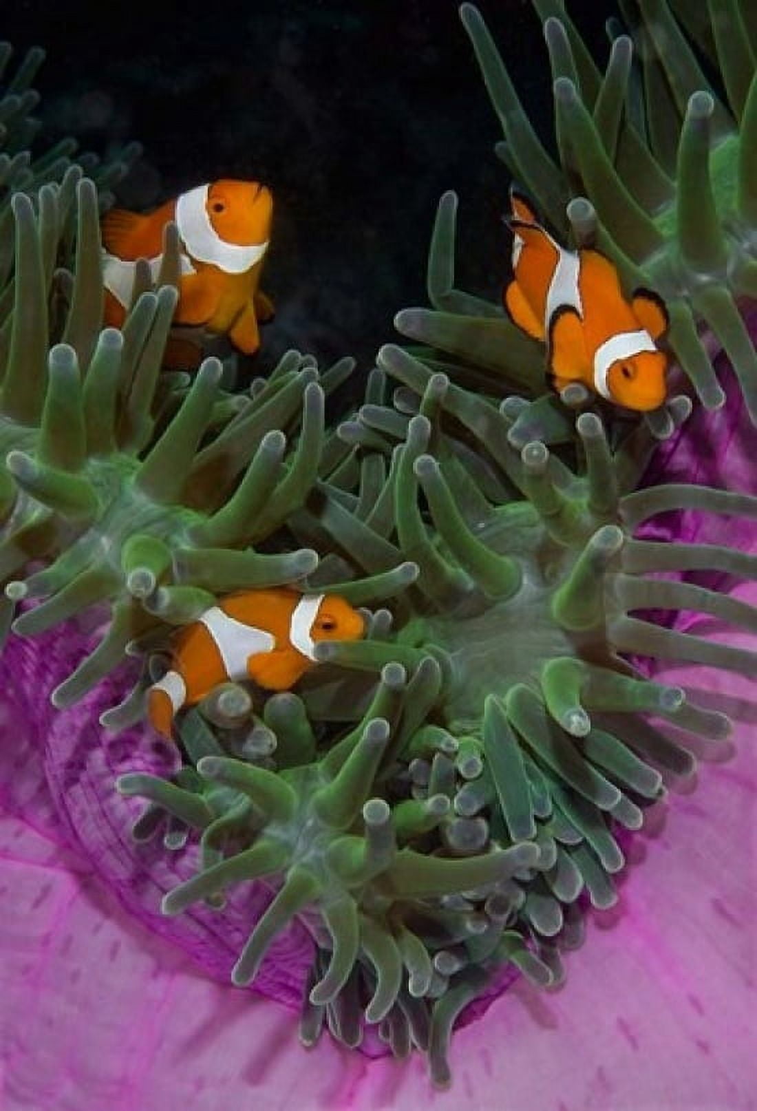 Clownfish swim among anemone tentacles Raja Ampat Indonesia Canvas Art - Jaynes Gallery DanitaDelimont (24 x 36)