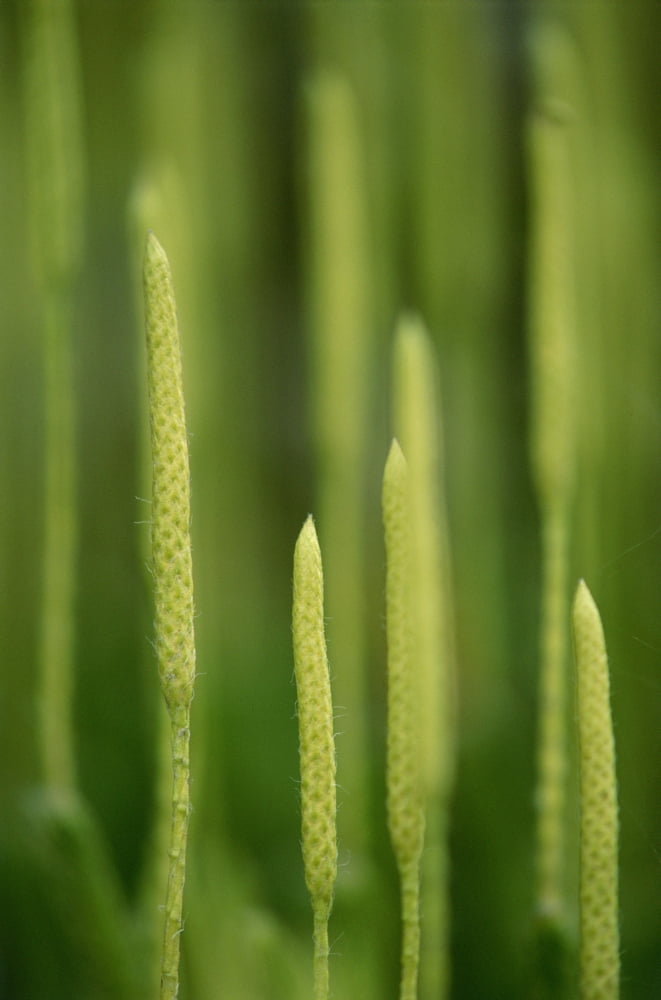 Club Moss (Lycopodium Clavatum) Canvas Art - Mike Grandmaison Design Pics (24 x 36)