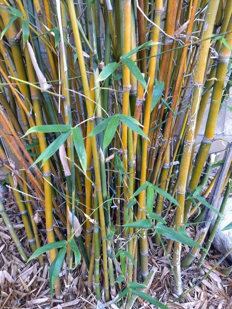 Clumping Non invasive Bamboo Starter Plant. Privacy Screen! Fast Growing!