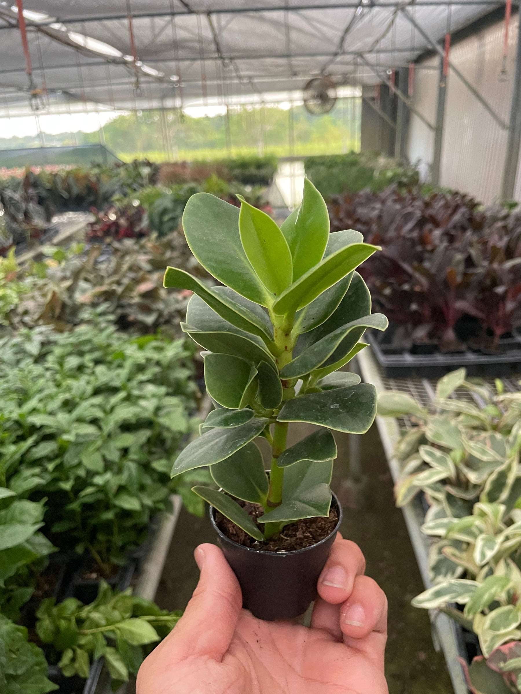 Clusia Princess Live Plant for Indoor | Different Houseplants in 4 ...