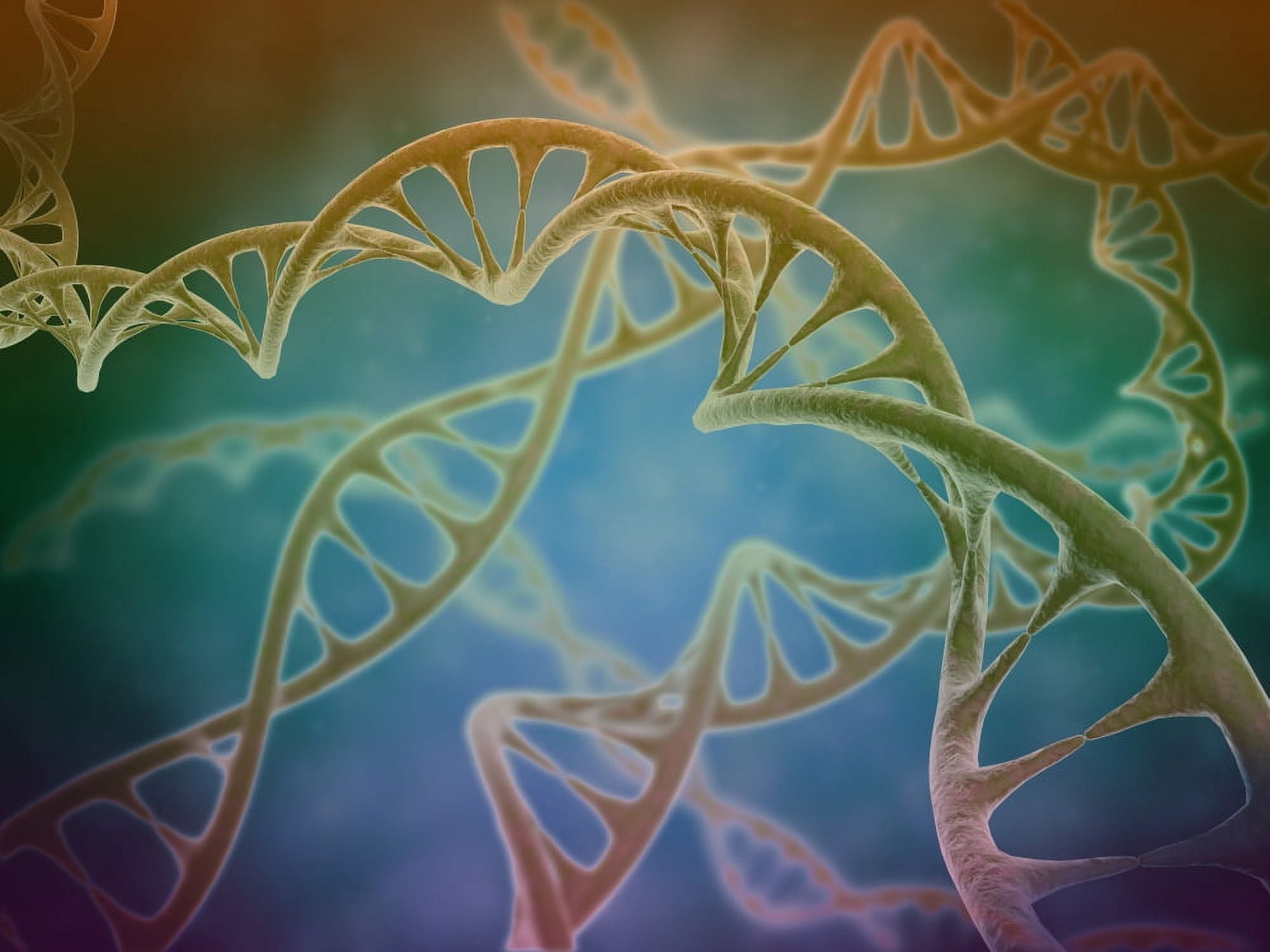 Cluster of DNA strands Canvas Art - Stocktrek Images (33 x 25)