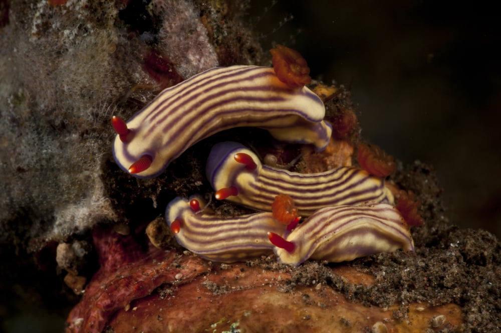 Cluster of Hypselodoris maridadilus sea slugs Canvas Art - Mathieu MeurStocktrek Images (35 x 23)