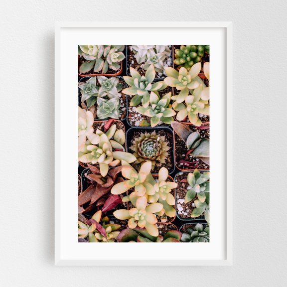 Cluster of Succulents - Visalia California Photography Botanical Cactus Garden Nature Floral White Framed Wall Art Print 24 x 36 inches