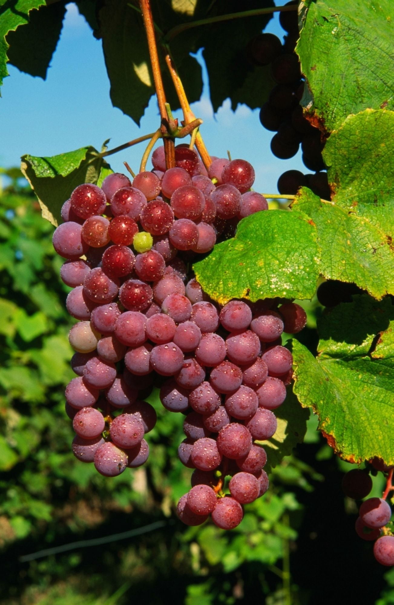 Cluster of grapes ripe for harvesting Finger Lakes Region New York USA Canvas Art - Panoramic Images (27 x 9)