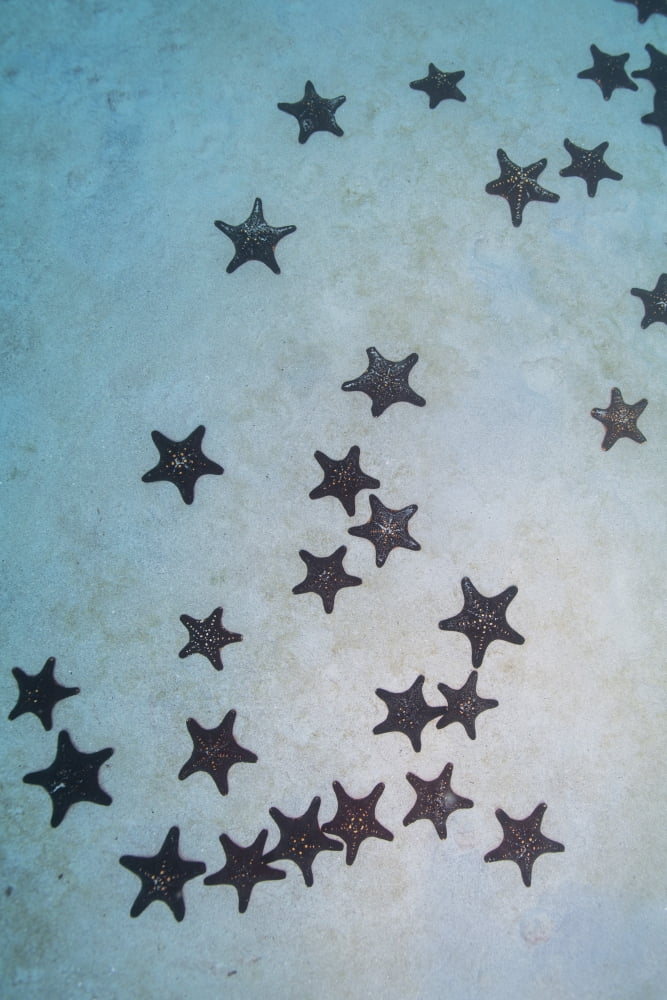 Cluster of red and black pin cushion stars on a sandy bottom Canvas Art - Mathieu MeurStocktrek Images (12 x 17)
