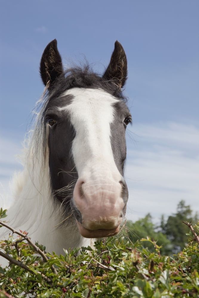 Clydesdale Horse Portrait Canvas Art - John Short Design Pics (24 x 38)
