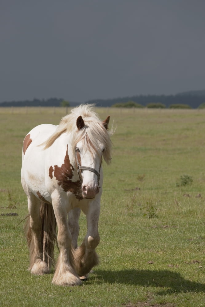 Clydesdale Horse Walking Northumberland England Canvas Art - John Short Design Pics (24 x 38)