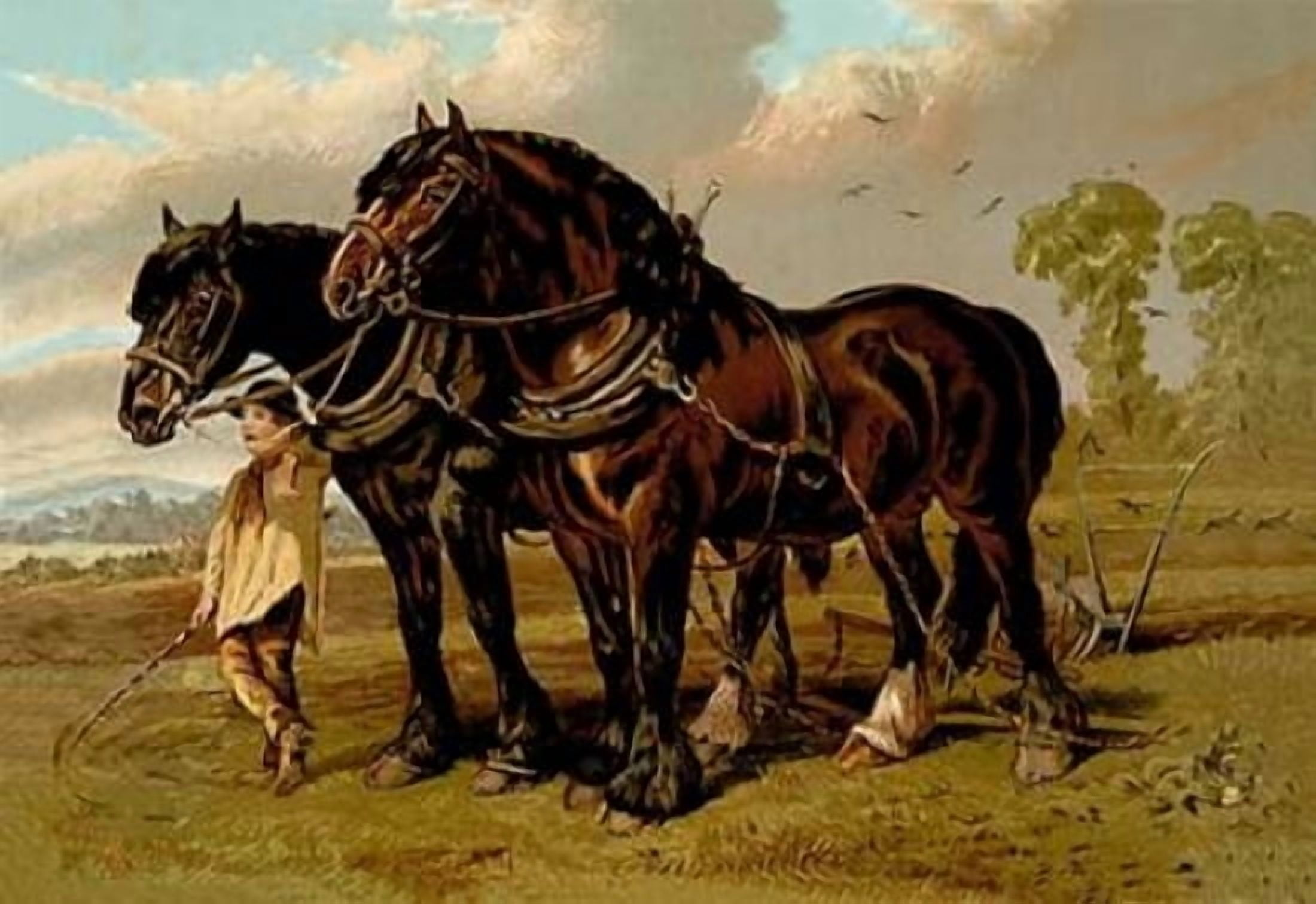 Clydesdale Stallion & Mare 1900 Canvas Art - Samuel Sidney (12 x 18)