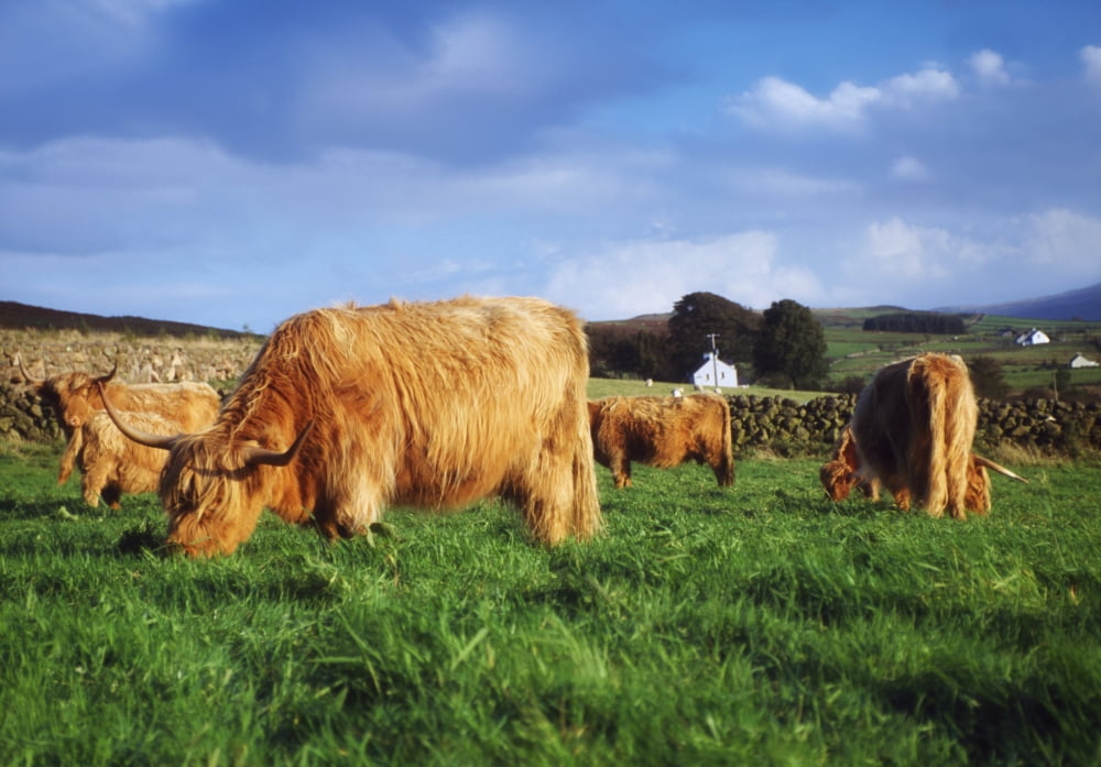 Co Antrim Ireland Highland Cattle Canvas Art - The Irish Image Collection Design Pics (36 x 24)