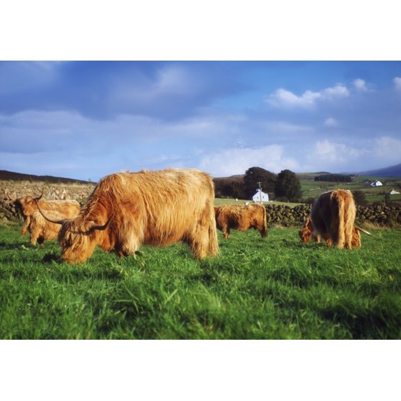 Co Antrim Ireland Highland Cattle Canvas Art - The Irish Image Collection Design Pics (36 x 24)