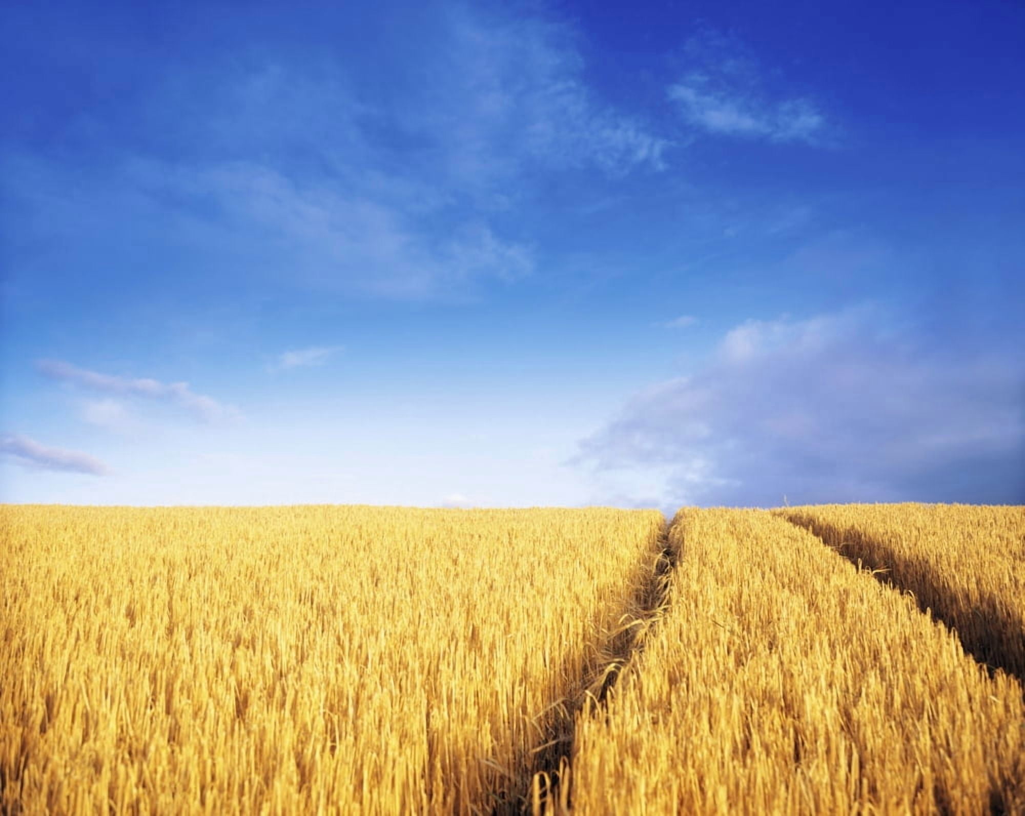 Co Carlow Ireland Barley Canvas Art - The Irish Image Collection Design Pics (18 x 14)