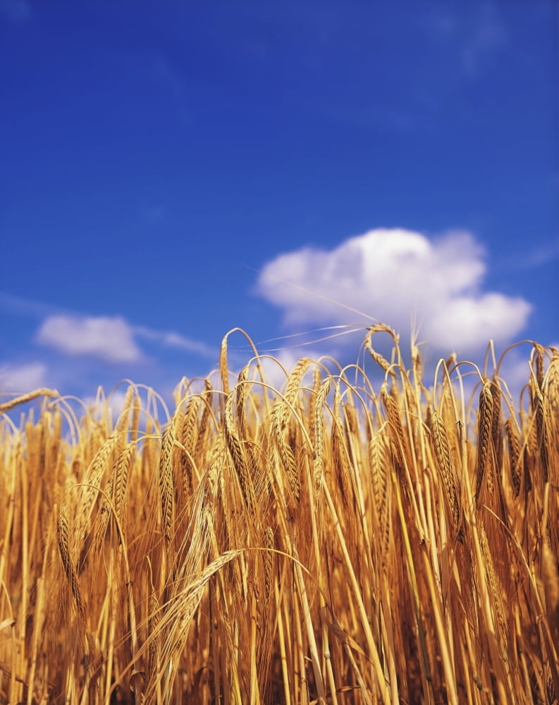 Co Carlow Ireland Barley Canvas Art - The Irish Image Collection Design Pics (26 x 34)