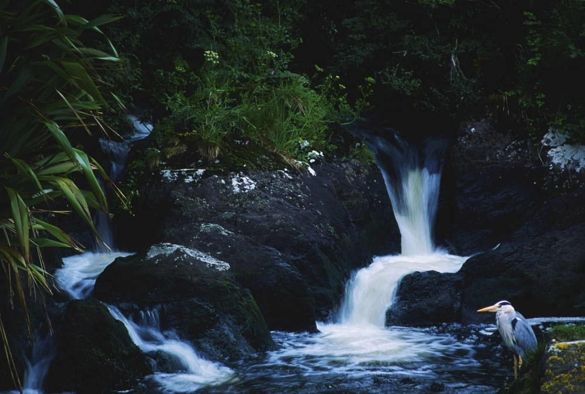 Co Cork Ireland Heron Standing By A Stream Near Schul Canvas Art - The Irish Image Collection Design Pics (36 x 24)