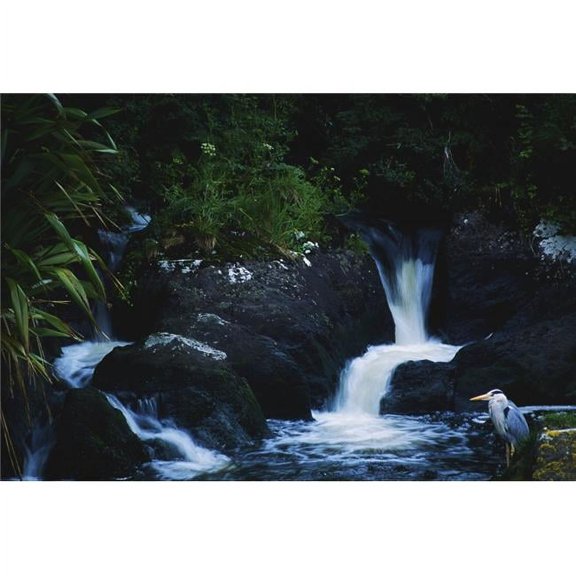 Co Cork Ireland - Heron Standing by A Stream Near Schul Poster Print by The Irish Image Collection - 36 x 24 - Large