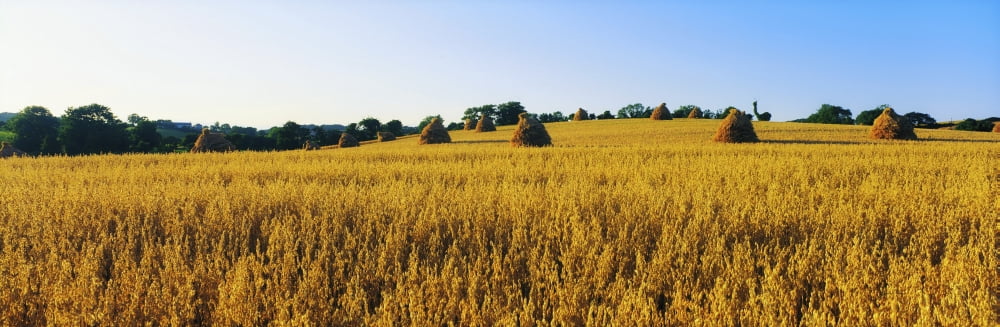 Co Down Ireland Oats Canvas Art - The Irish Image Collection Design Pics (44 x 14)
