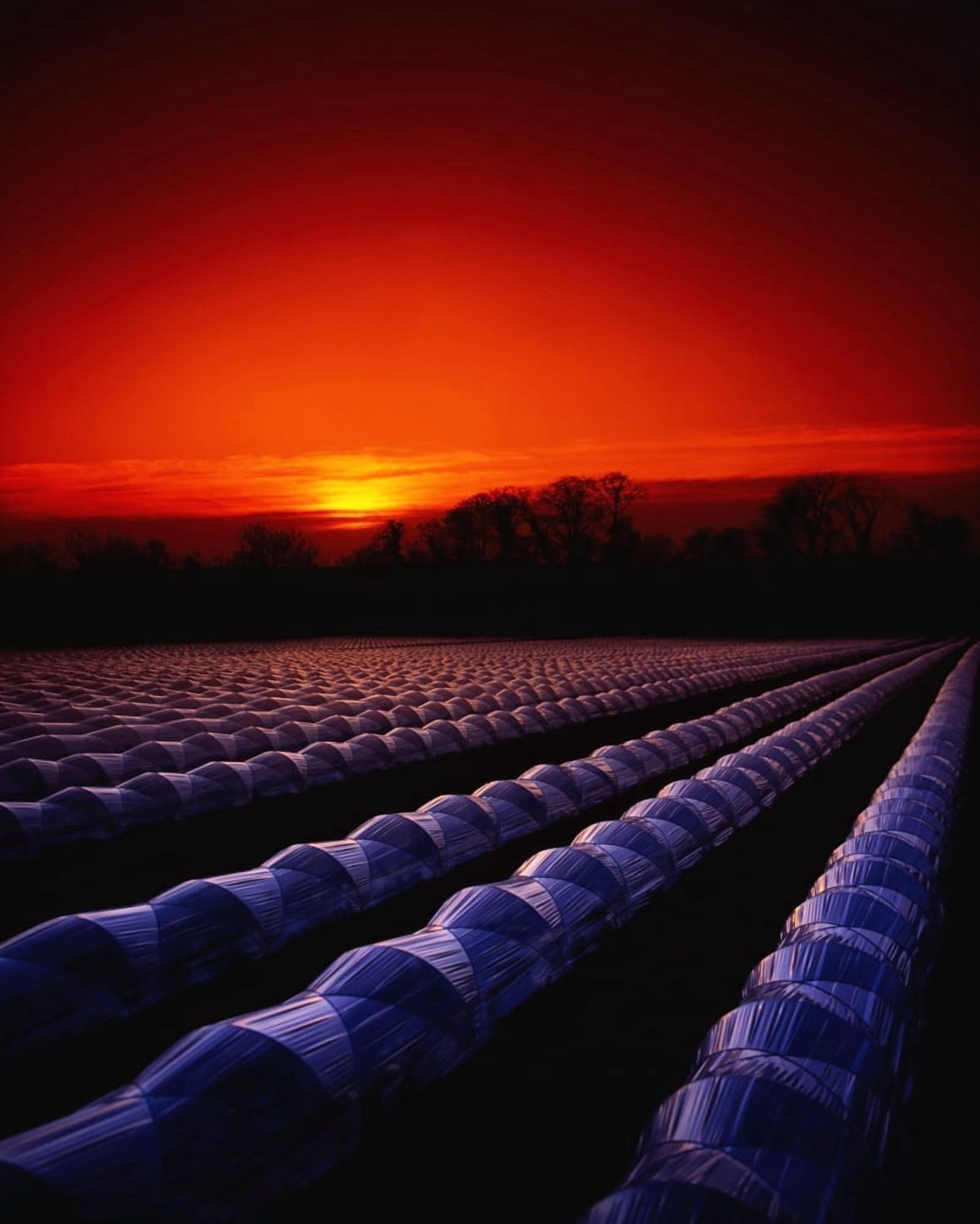 Co Meath Ireland Strawberries Under Cloches Canvas Art - The Irish Image Collection Design Pics (13 x 17)