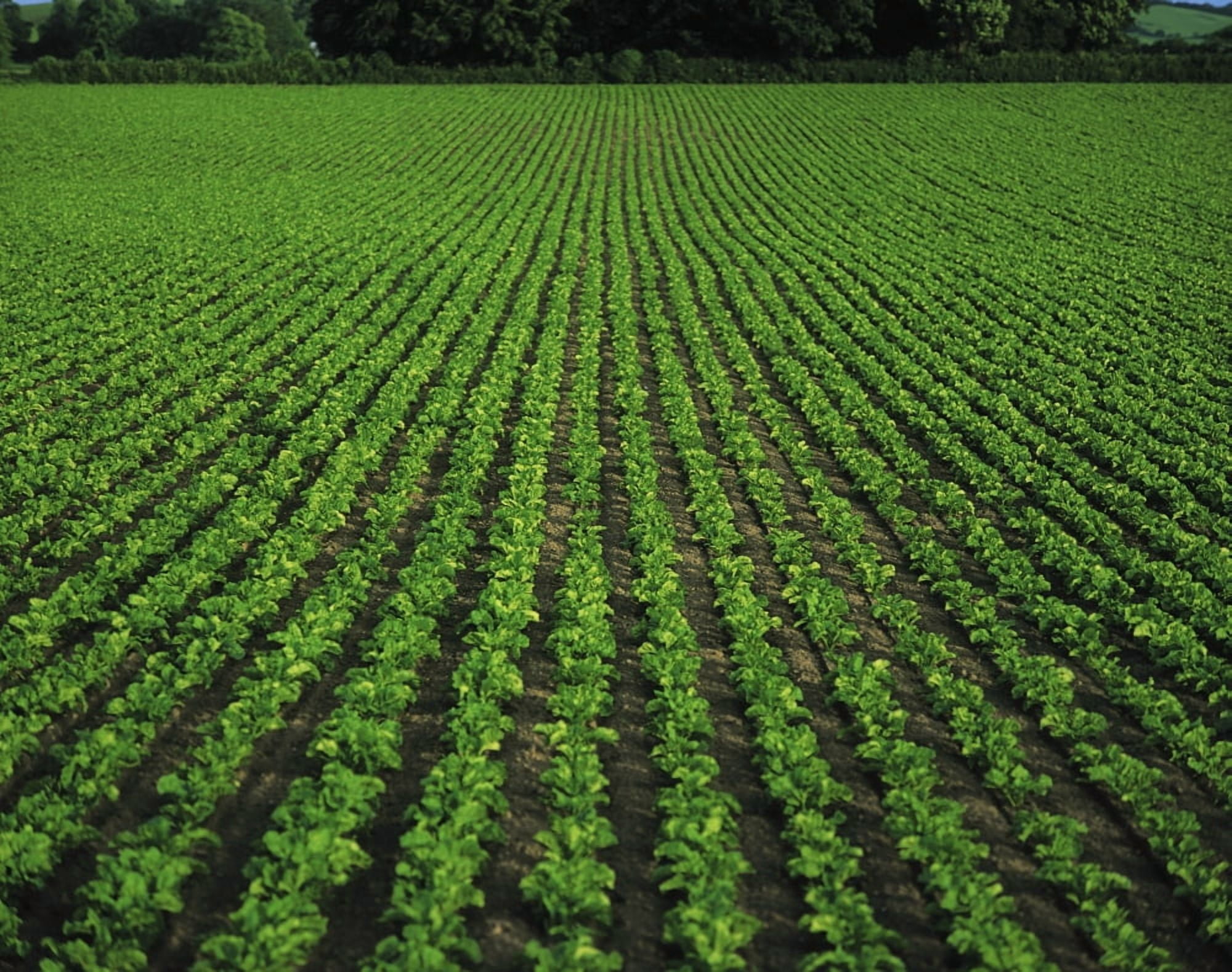 Co Tipperary Ireland Sugar Beet Canvas Art - The Irish Image Collection Design Pics (17 x 13)