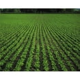 thumbnail image 1 of Co Tipperary Ireland - Sugar Beet Poster Print by The Irish Image Collection, 17 x 13, 1 of 1