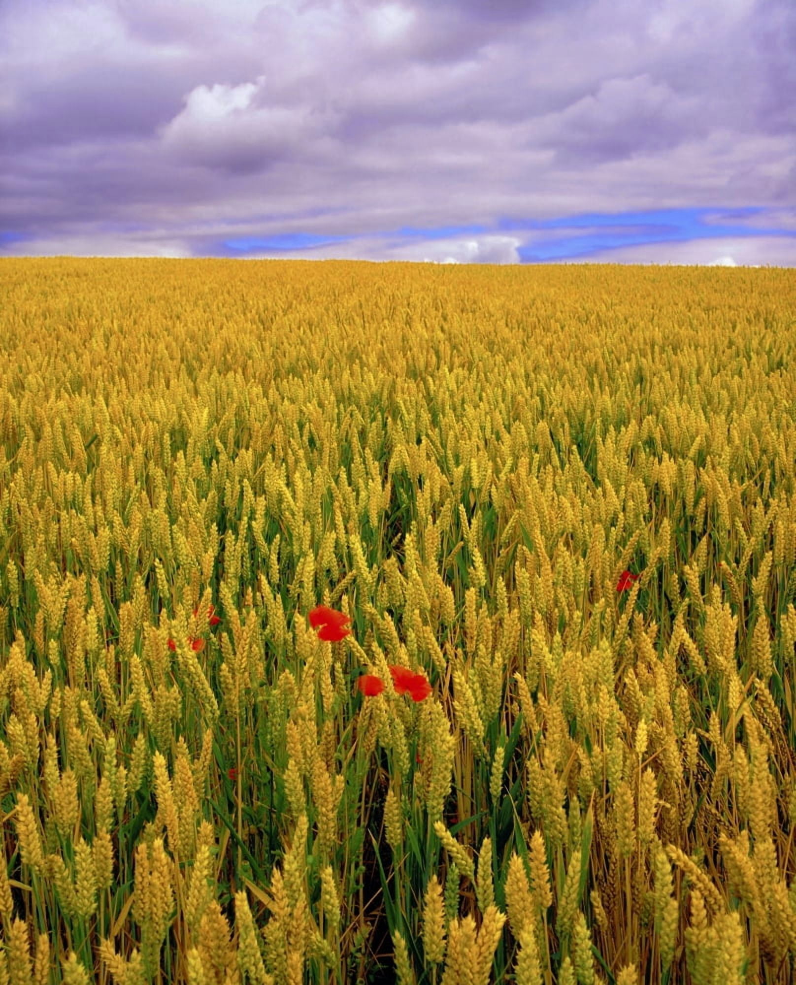 Co Waterford Ireland Poppies In A Field Of Wheat Canvas Art - The Irish Image Collection Design Pics (13 x 16)