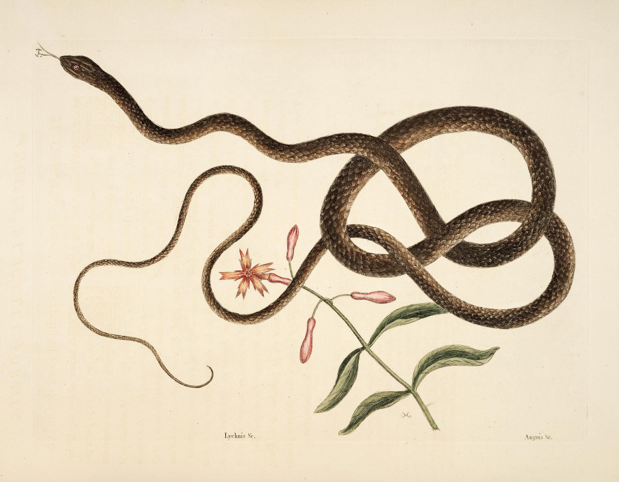 Coach-whip Snake Canvas Art - Mark Catesby (18 x 24)