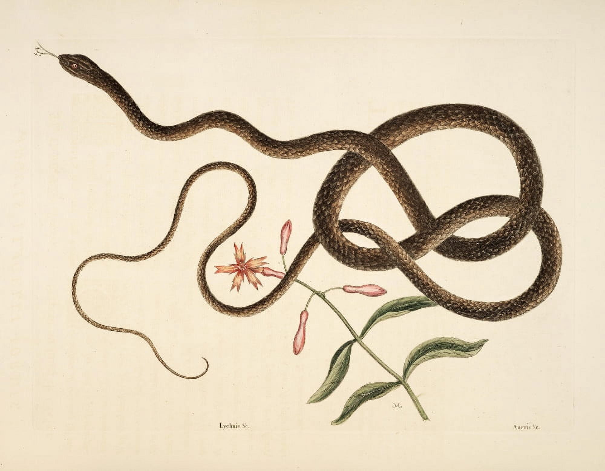 Coach-whip Snake Canvas Art - Mark Catesby (24 x 36)