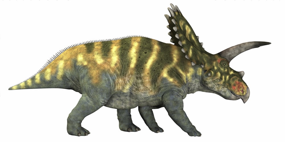 Coahuilaceratops dinosaur Canvas Art - Corey FordStocktrek Images (20 x 10)