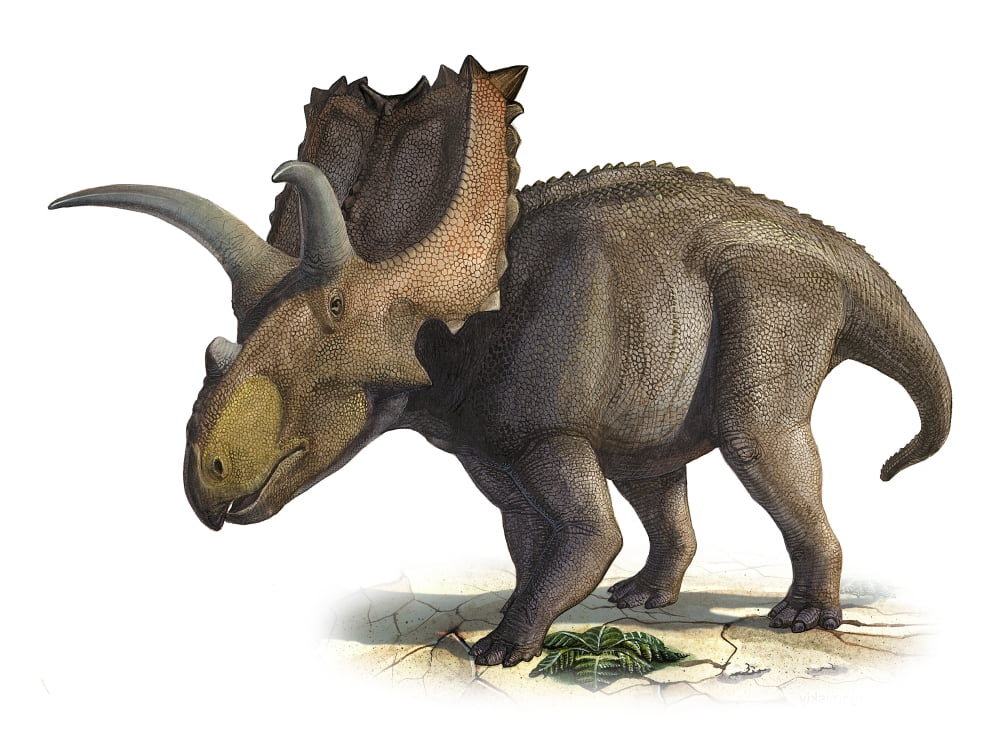 Coahuilaceratops magnacuerna a prehistoric era dinosaur Canvas Art - Sergey KrasovskiyStocktrek Images (17 x 12)