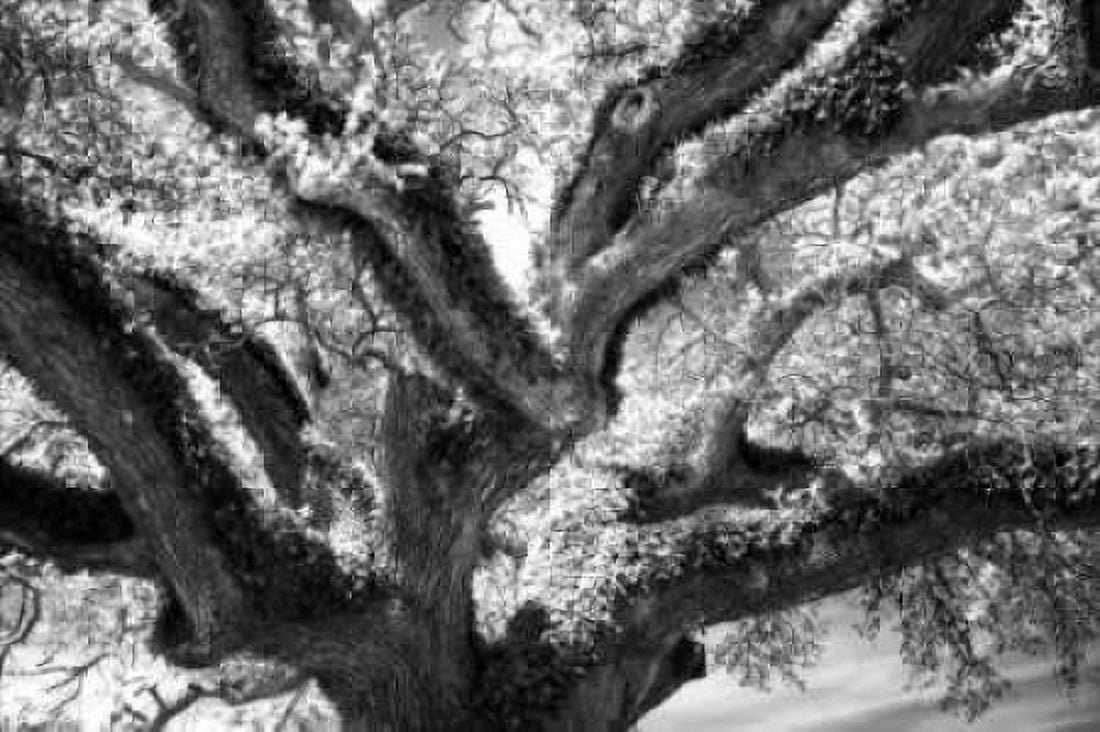 Coast Live Oak II Canvas Art - Alan Hausenflock (12 x 18)