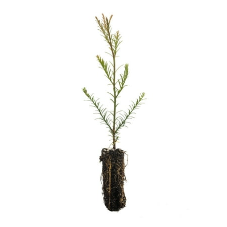Coast Redwood | Medium Tree Seedling | The Jonsteen Company