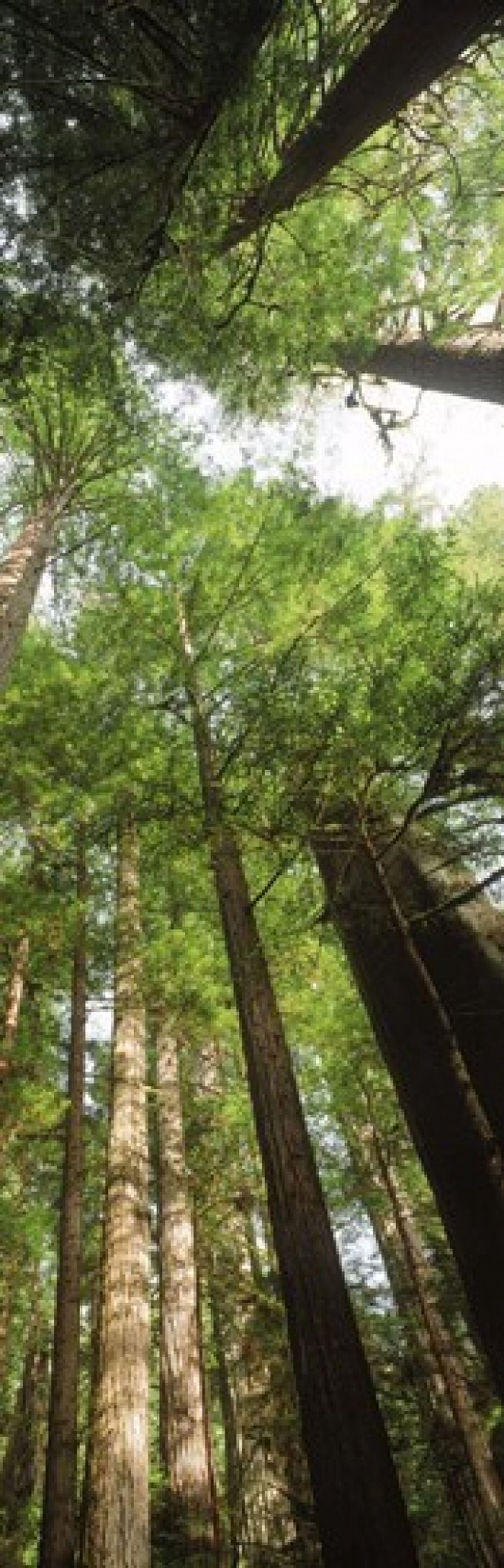 Coast Redwood (Sequoia sempivirens) trees in a forest California USA Canvas Art - Panoramic Images (18 x 6)