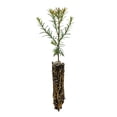 thumbnail image 1 of Coast Redwood | Small Tree Seedling | The Jonsteen Company, 1 of 6