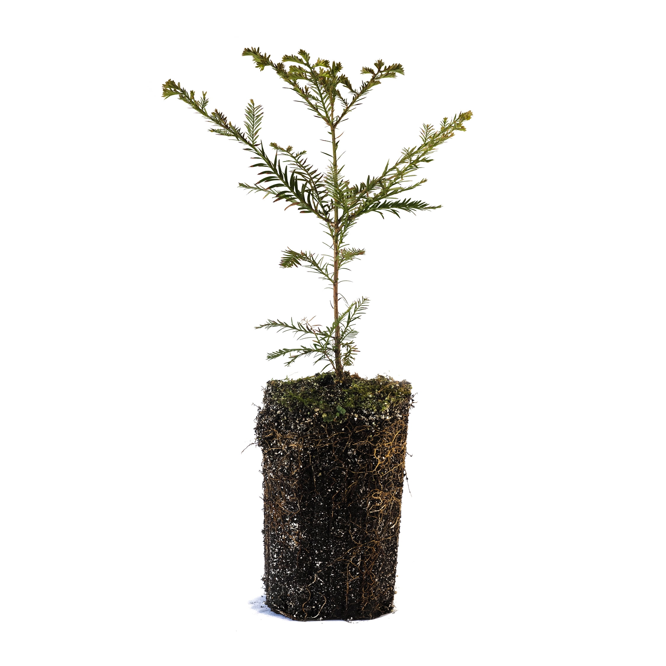 coast-redwood-xl-tree-seedling-the-jonsteen-company-walmart
