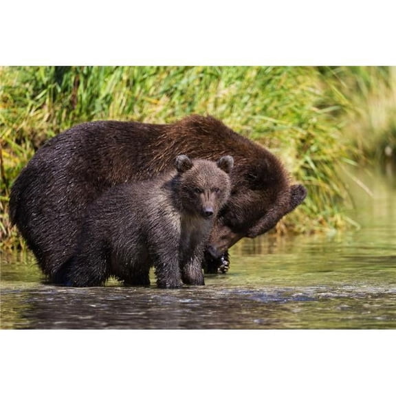 Coastal Brown Bear & Cub Fishing in A River Katmai National Park & Preserve Southwest Alaska Print - 38 x 24 in. - Large