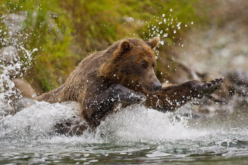 Coastal Brown Bear Sow Fishing At Kinak Bay Katmai National Park Alaska Canvas Art - Kent Fredriksson Design Pics (17 x 11)
